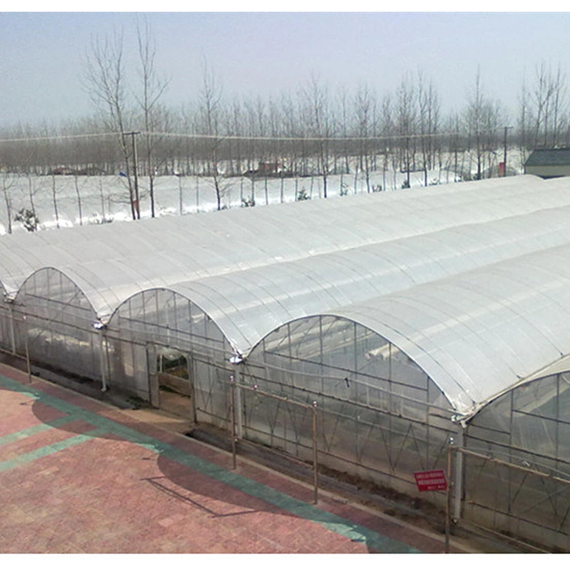 Wind Resistance Multi-Span Greenhouse for Asparagus Fern