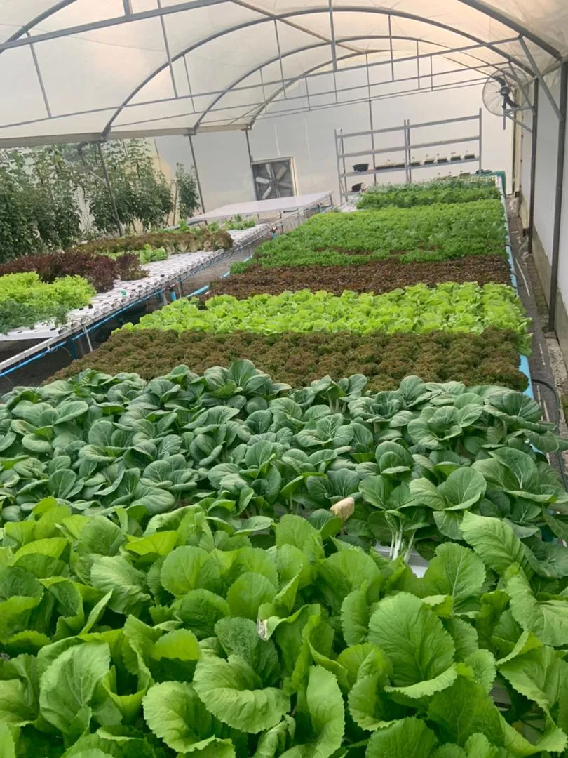 Wholesale/Supplier Growing Plants PVC Gutter for Hydroponic Greenhouse System