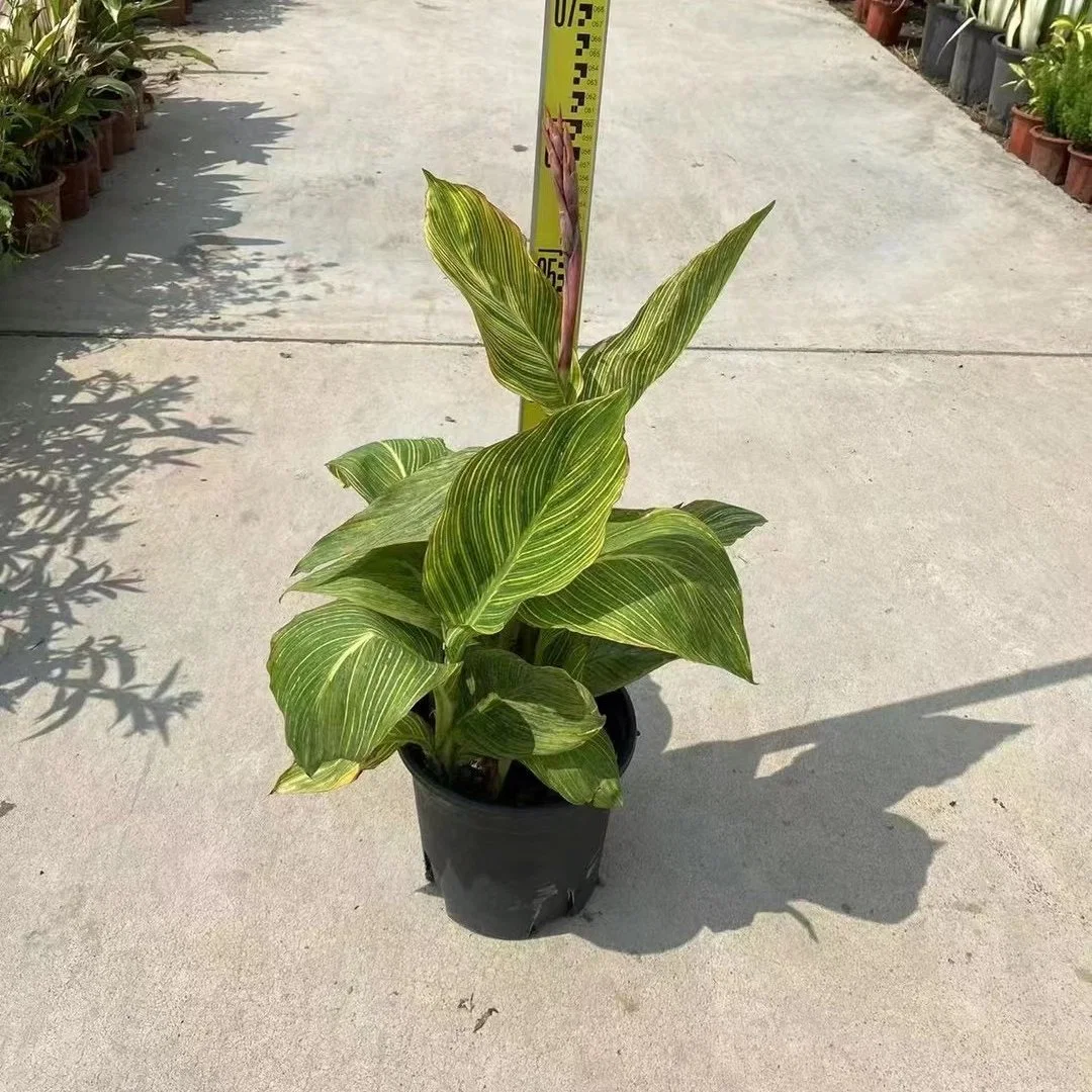 Canna Indica Real Plants