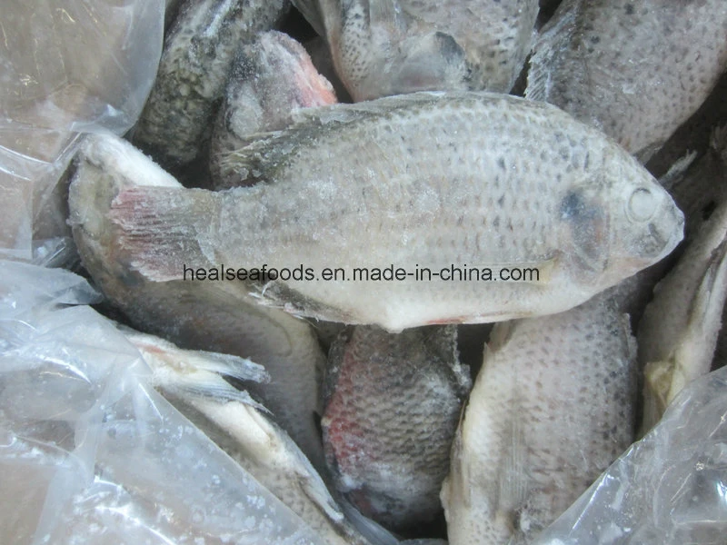 Y eviscerados congelados de pescado Tilapia Escala