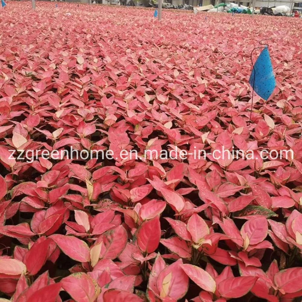 Plantas vivas Aglaonema Zhaoyang planta natural rojo