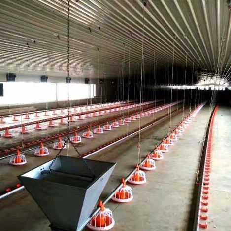 Automatic Ground Feeding System for Poultry Chicken Farm