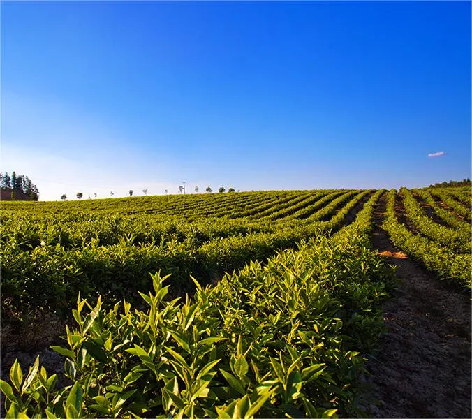 Gesund, keine Verschmutzung, 2023 New Harvest Green und Black Tea