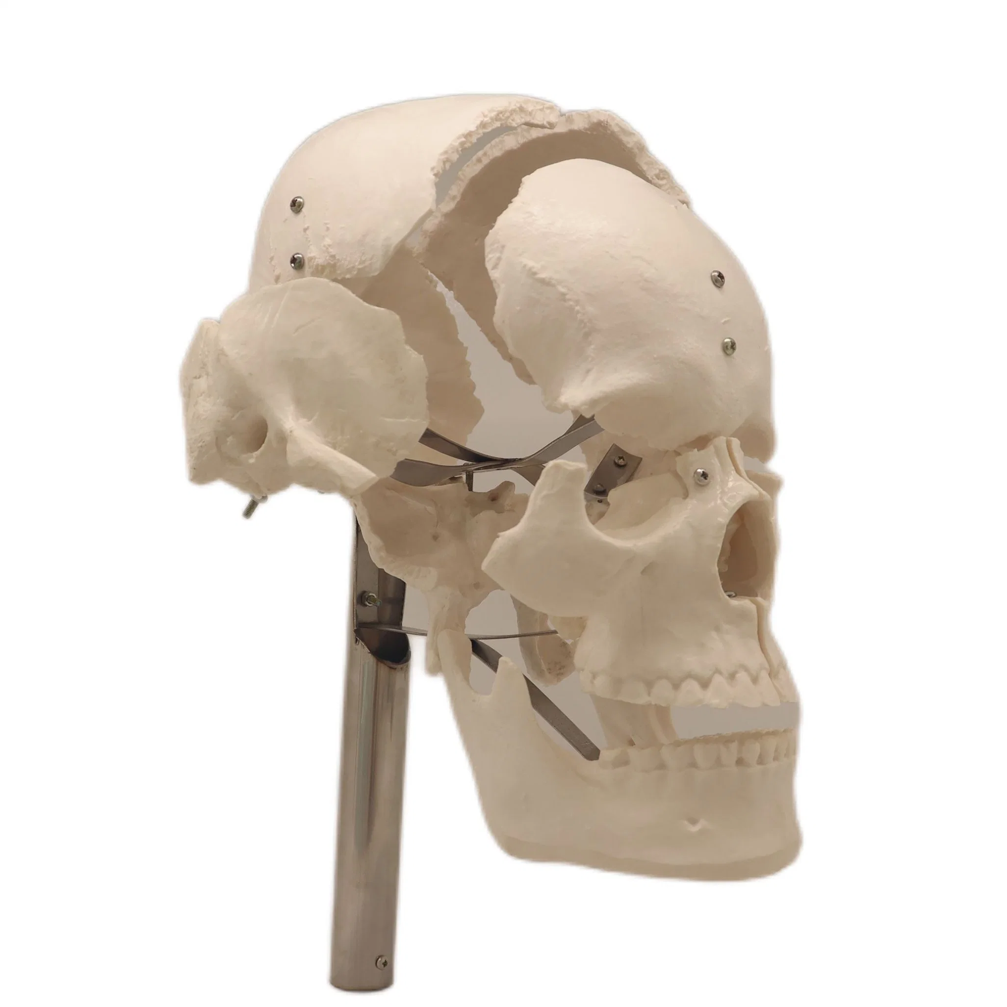 Good Price Lab Teaching Models The Separated Human Skull Model of PVC