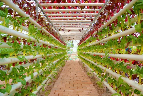 Greenhouse/Lettuce Leaf Vegetable Plant Grow in Greenhouse