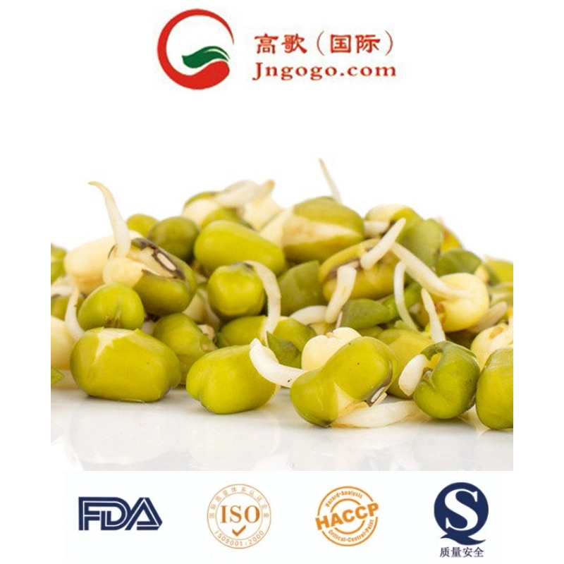 China High Quality Sprouted Green Mung Bean Supplier