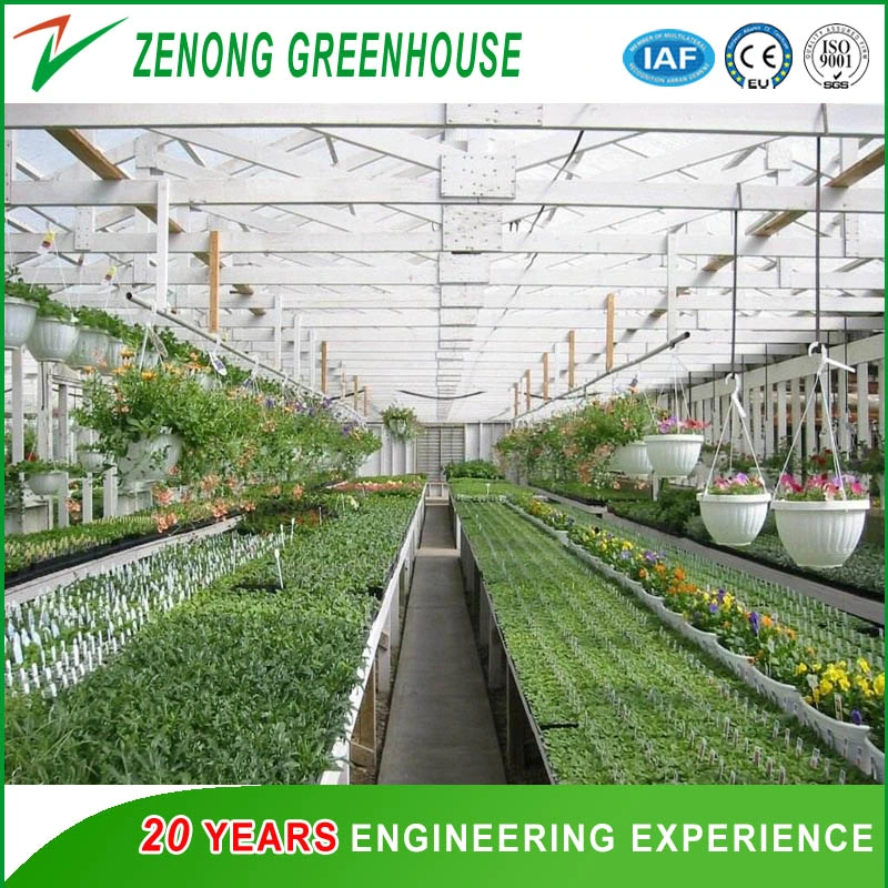 Agriculture Tempering/Float Glass Greenhouse Hydroponic System for Cherry Tomato/Lettuce/Salad