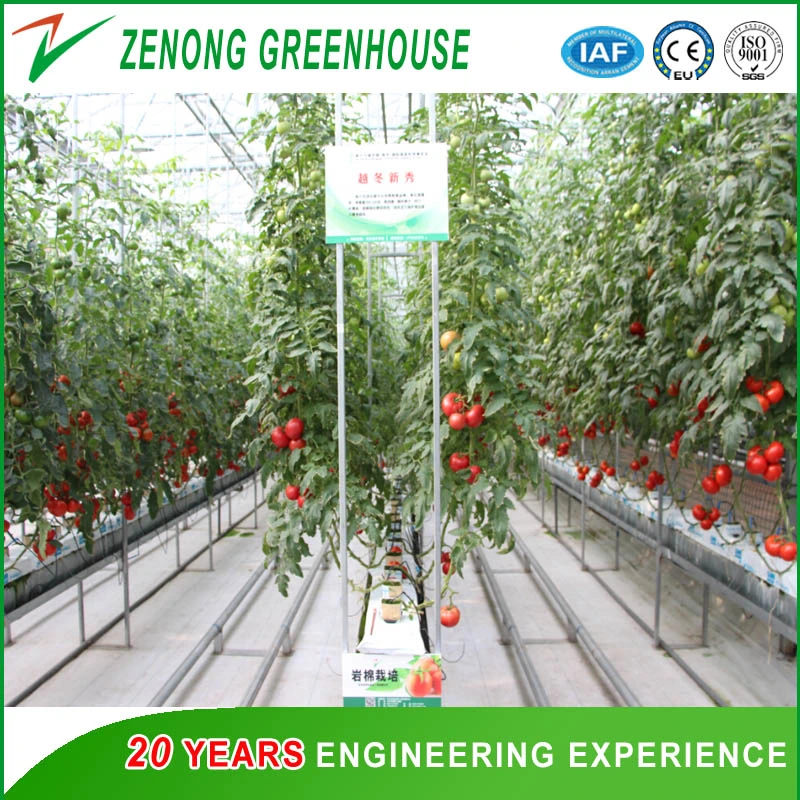 Modern Style Multi-Span PC/Glass/Film Greenhouse for Tomato /Cucumber / Strawberry Hydroponic Growing