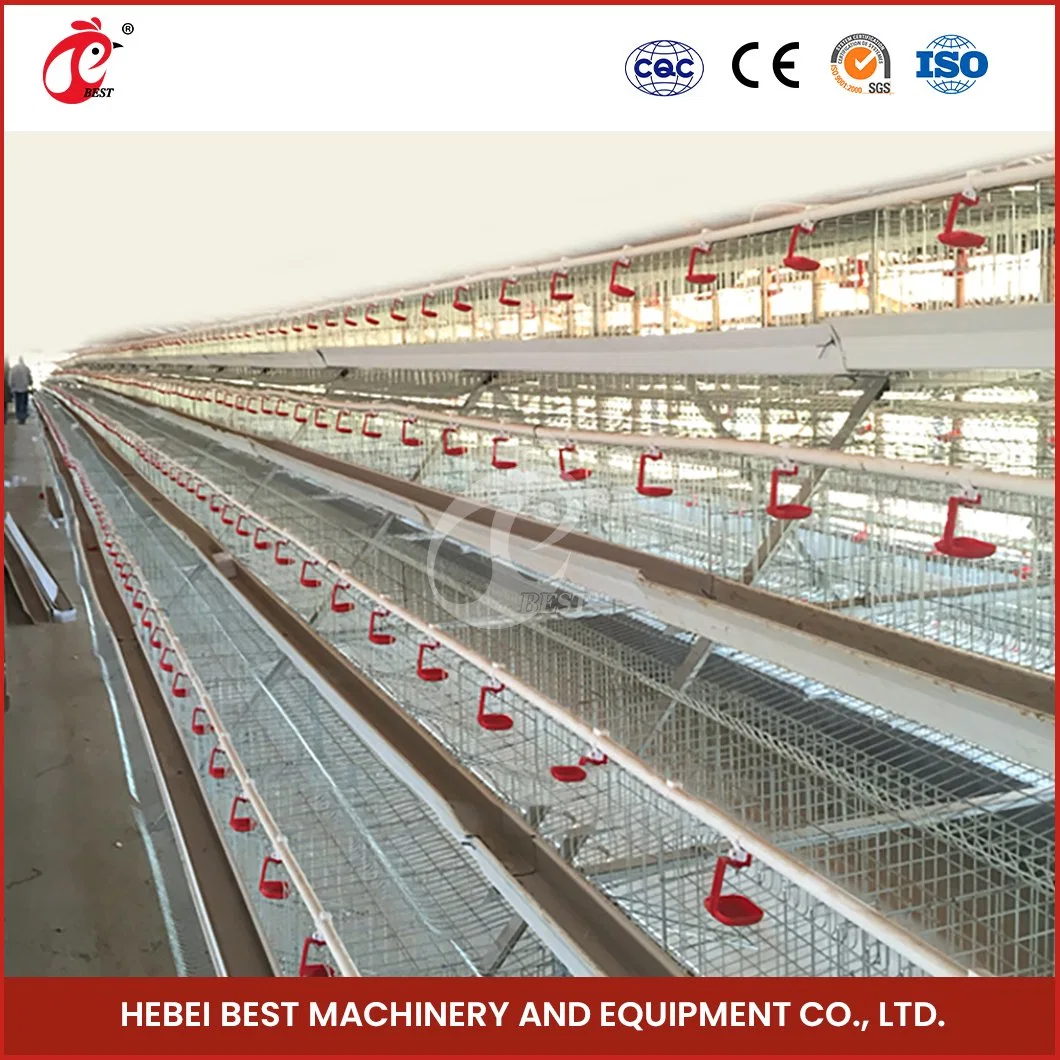 Bestchickencage a Type Small Pullet Cage Breeder Cage China Farmhouse Baby Chicken Coop Manufacturer ODM Custom Plenty Space Features Pullet Battery Cages