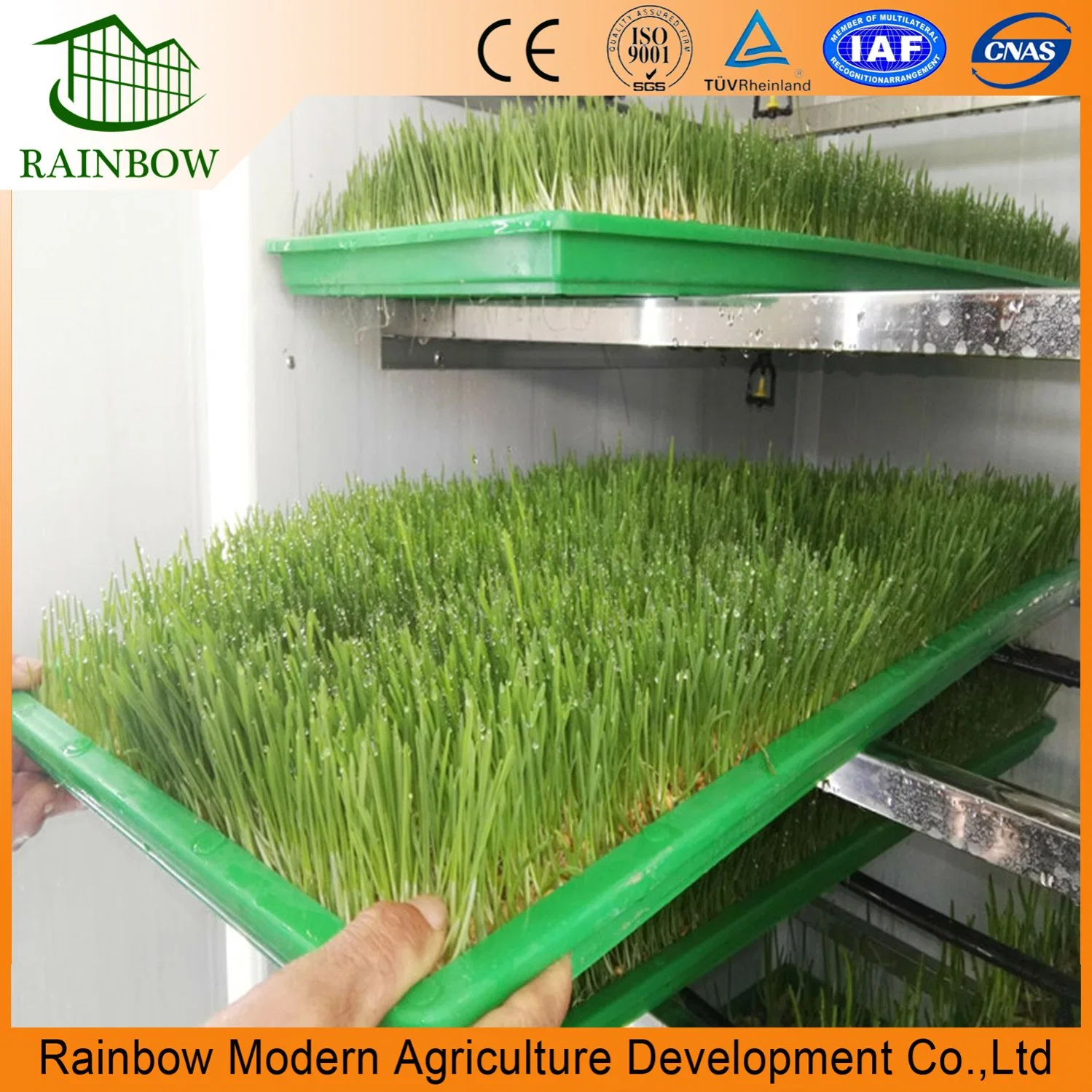 Automatic Hydroponics Fodder Machine Hydroponic Green Forage Sprouted Barley Fodder System