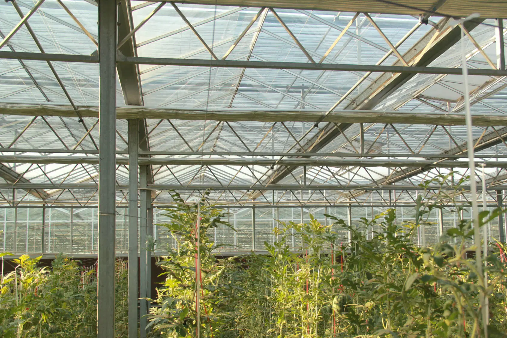 Single Layer Glass Greenhouse Galvanized Frame with Cooling/ Shading/Irrigation for Vegetable Cultivation