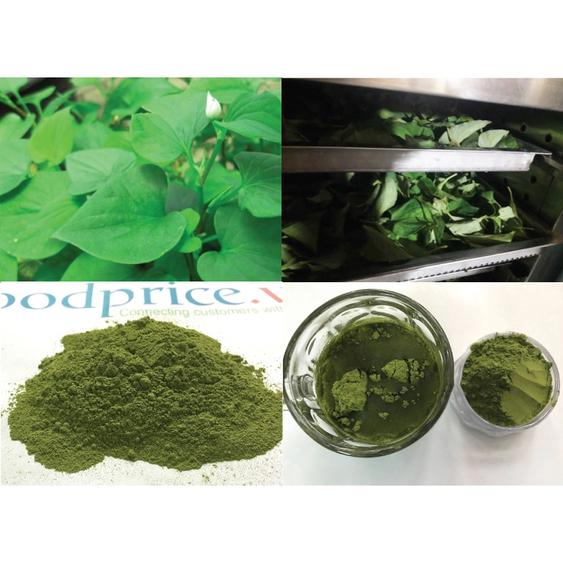 Heart Leaf Houttuynia Herb Extract for each 1: 5 1: 10 1: 20 1: 50 используется в пищевой пищевой продуктах для здравоохранения