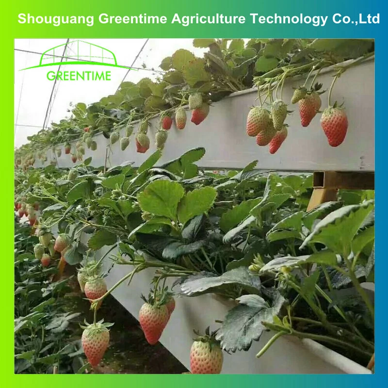 2021 Factory Price Hydroponic Growing Nft Strawberry System Indoor Greenhouse