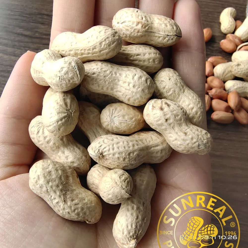 Raw Java Peanut in Shell/Superior Quality From China Snacks Food