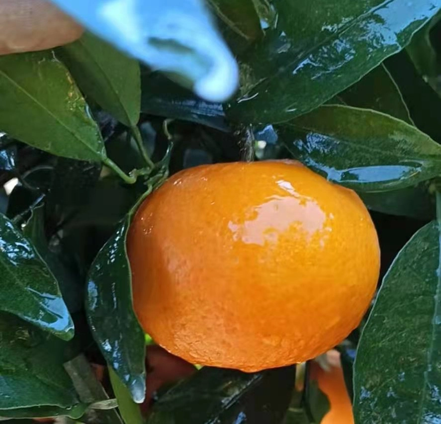 Chinese Fresh, Sweet and High-Quality Mandarin