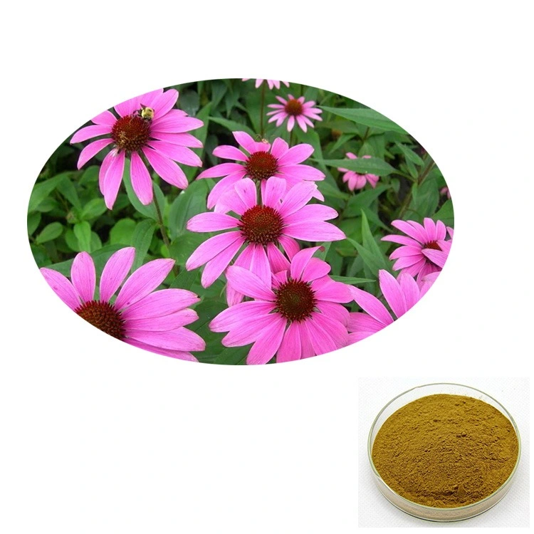 Fábrica melhor qualidade extracto de ervas naturais Echinacea Purpurea Extract Pó