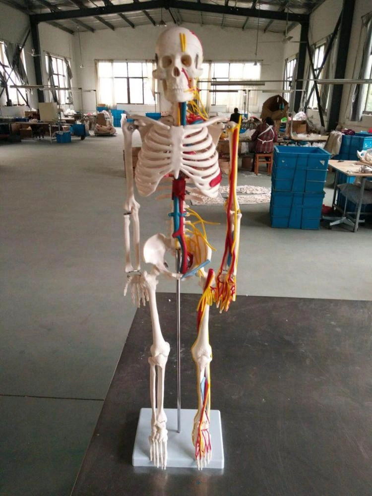 Modelo médico 180cm de anatomía del cuerpo humano artificial modelo esqueleto