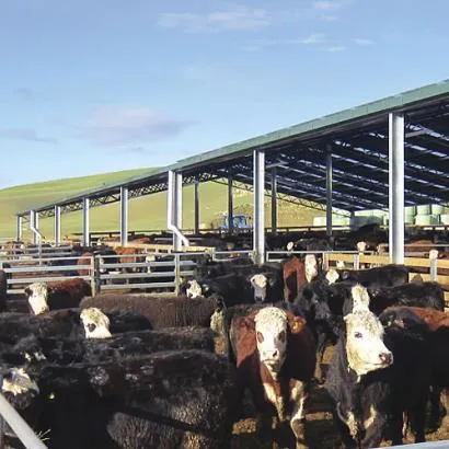 Steel Structure Cows Farm Building Prefabricated Steel Structure Cows Farm