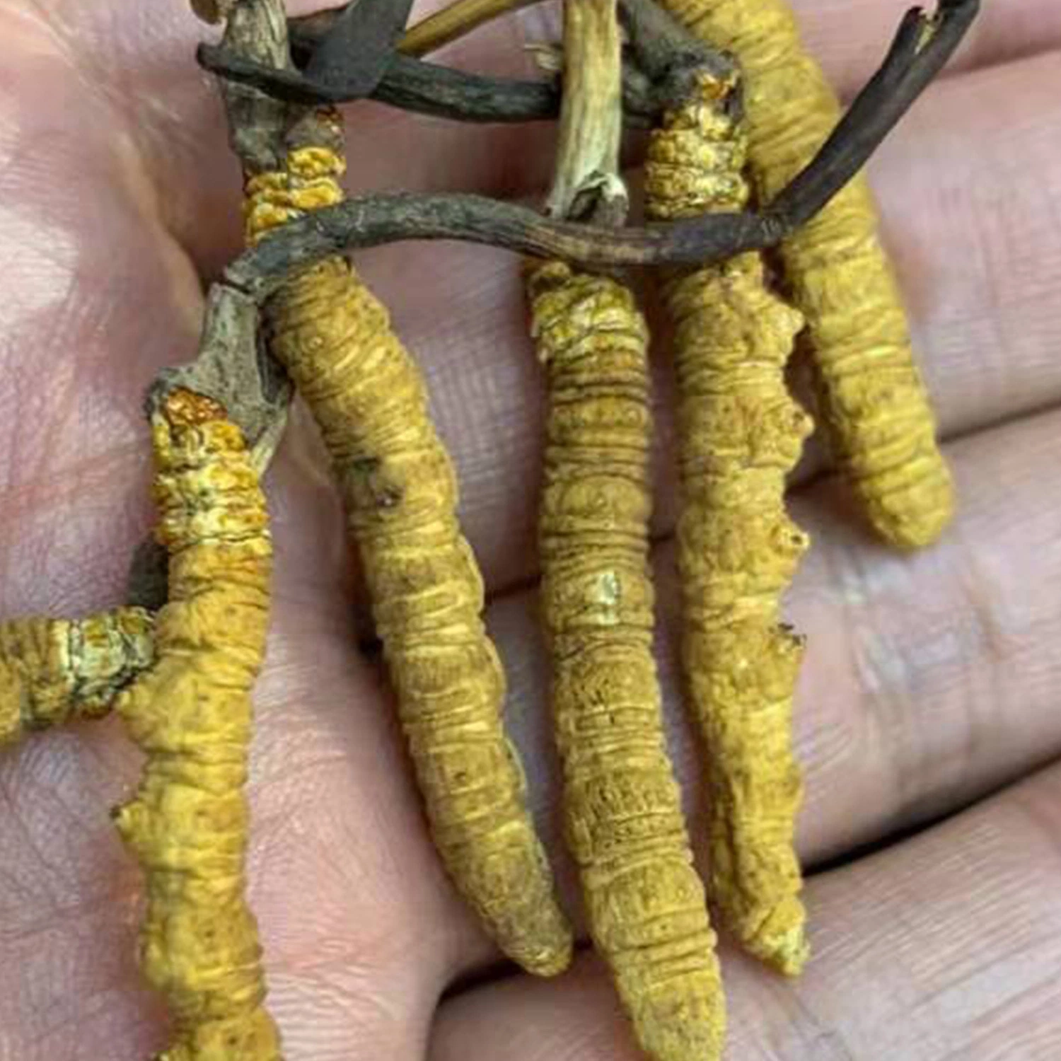 La salud alimentaria orgánica de la Medicina Tradicional China Mayorista de Cordyceps sinensis