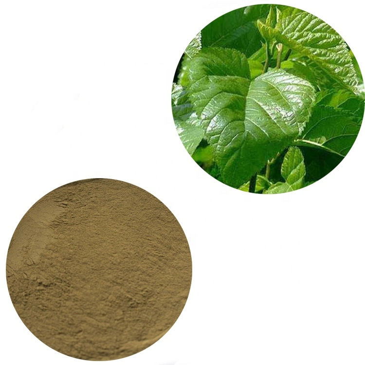 Factory Price Pure Natural Fresh Mulberry Leaf Extract