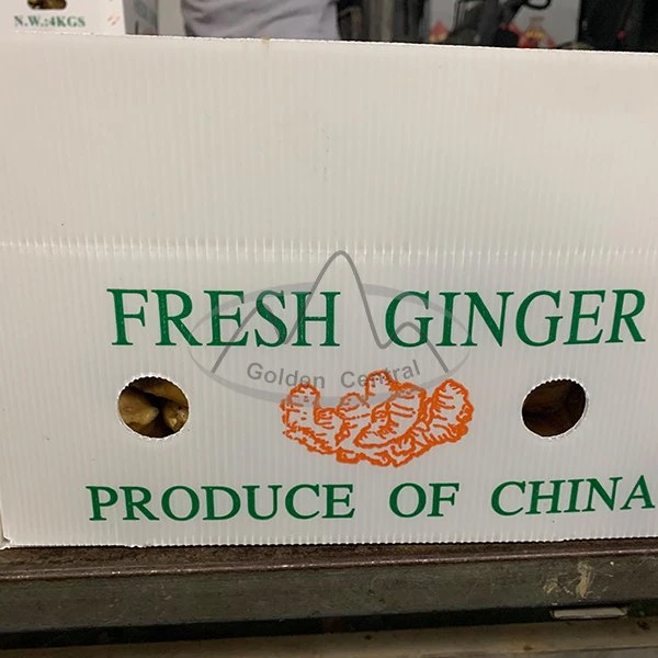 Top Quality Big Size Laiwu Fresh Ginger Wholesale/Supplier Price