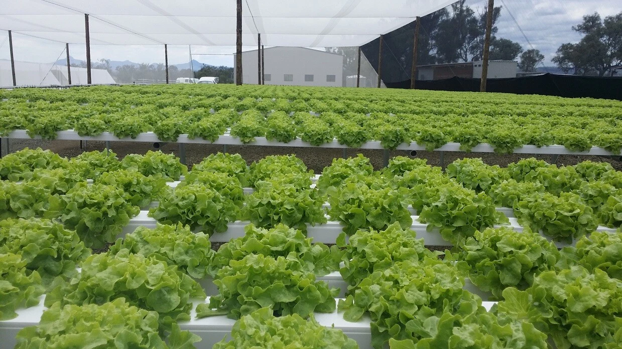 Completar sistema hidropónico Nft de plástico Canal de crecer a través de 10X5cm para las verduras espinacas lechuga