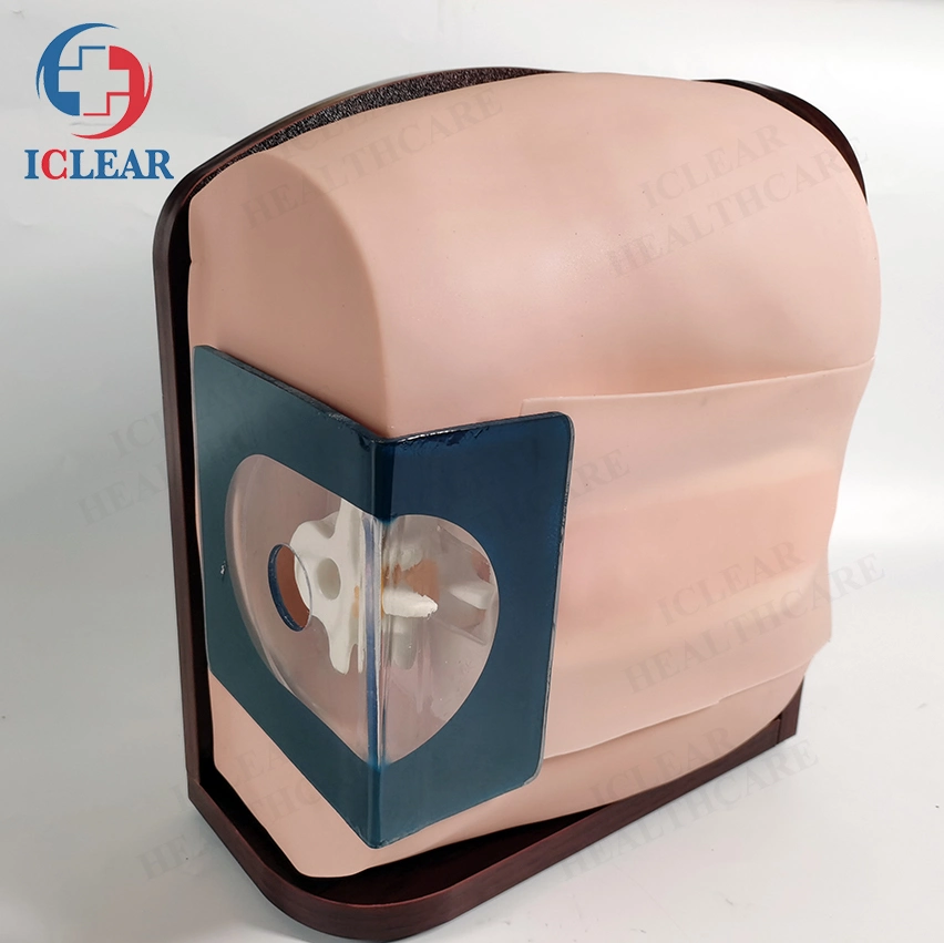 Medical Model Epidural Anesthesia Lumbar Puncture Training Simulator