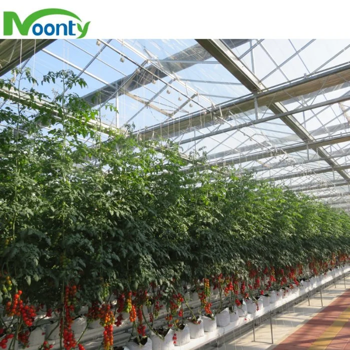 Manufacturer Supply Hydroponics Strawberry Gutter System in Greenhouse