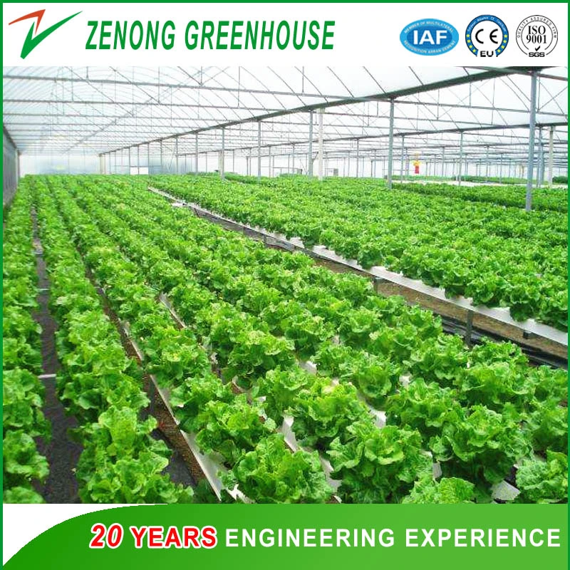 Commercial Greenhouse Poly Film Multi-Span Film Greenhouse for Planting Tomota, Cucumber, Lettuce