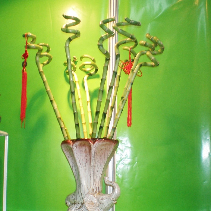 Bauernhof Preis Am Besten Verkaufen Indoor Ornamental Live Aquatic Twisted Nature Pflanzen Lockenspirale Lucky Bamboo