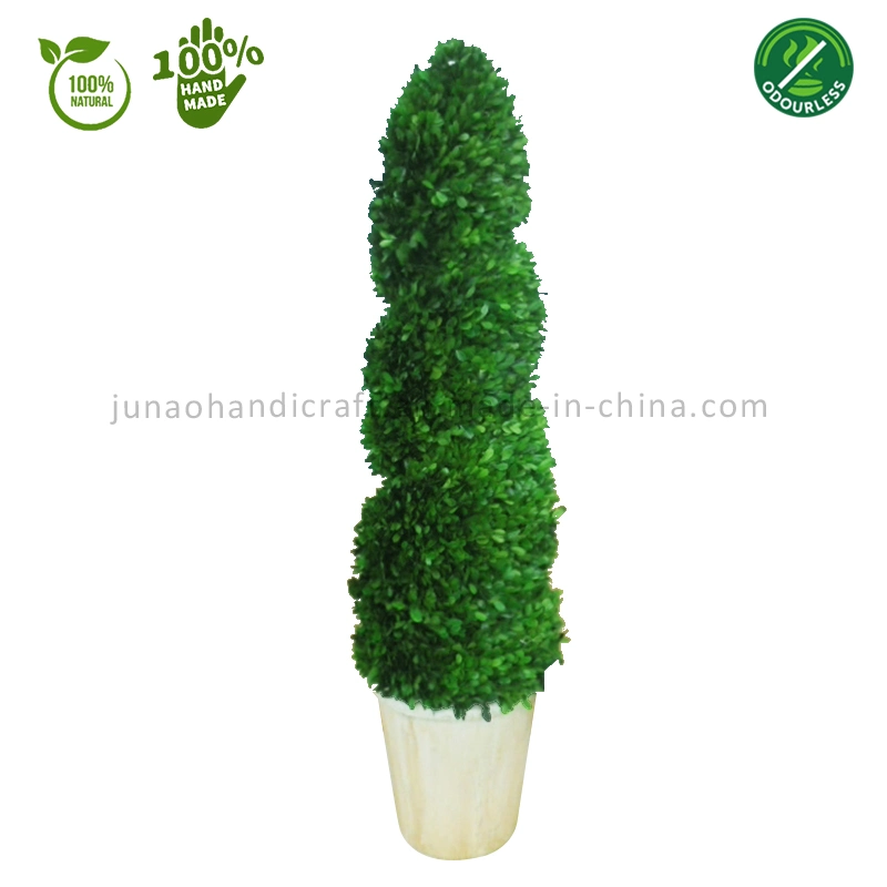 100% Natural Preserved Boxwood Big Scale Spiral Topiary Bonsai Home Office Accents