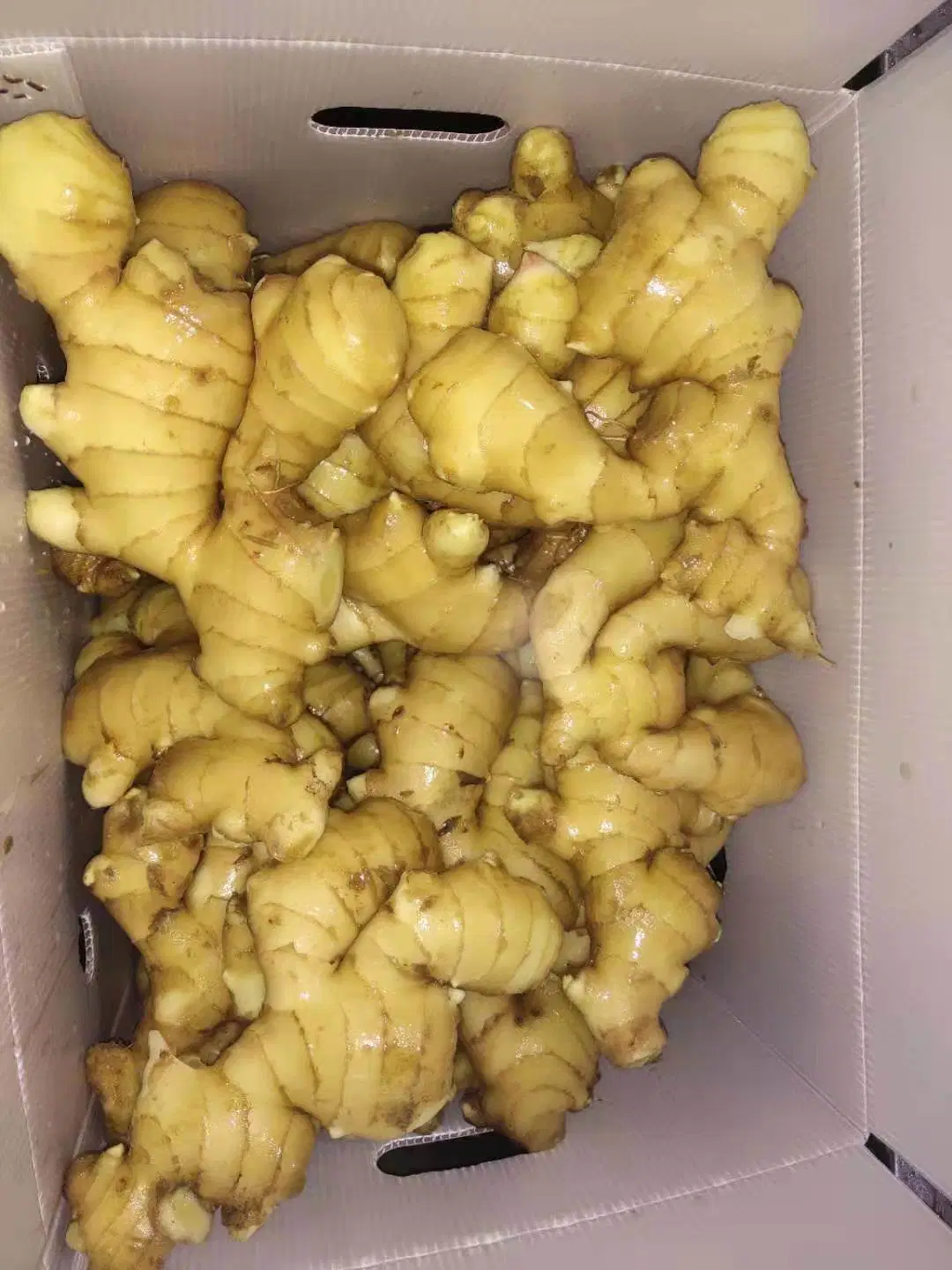 New Crop Factory Supplier Super Quality Air Dry Ginger of 2023 New Crop