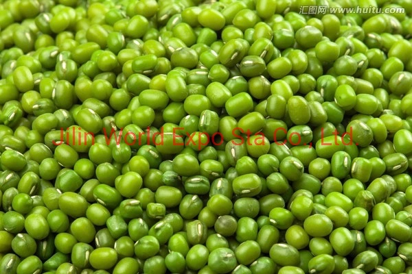 Wholesale/Supplier Dried Green Beans 4.0mm for Food