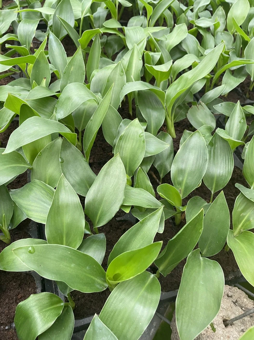 Strelitzia Reginae White Flowers Tray Plant From Seedlings