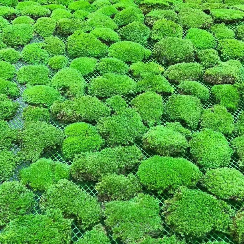 Wholesale Hot Seller Home/Wedding/ Wall Decoration Preserved Reindeer Green Hair Moss