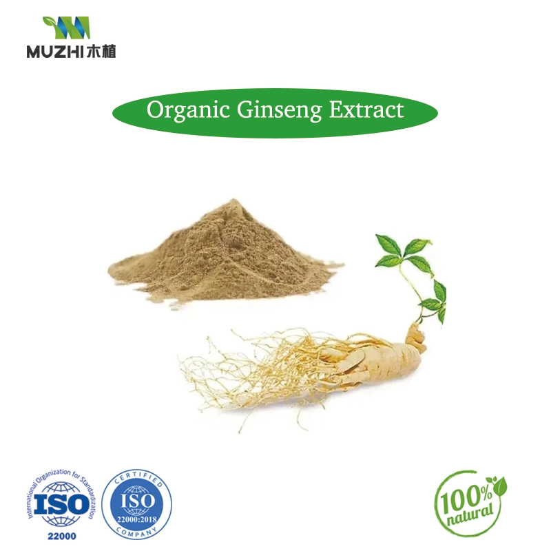 Maitake Pilz Pulver Natürliche Kräuterpflanze Extrakt