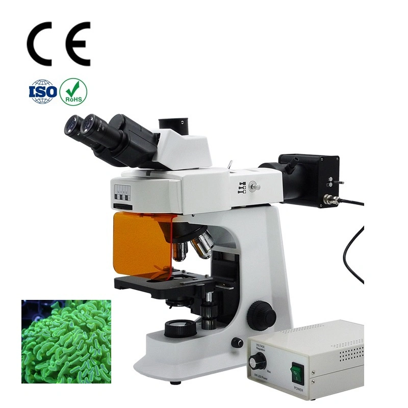 Buy Cheap Fluorescence Microscope in Original Factory