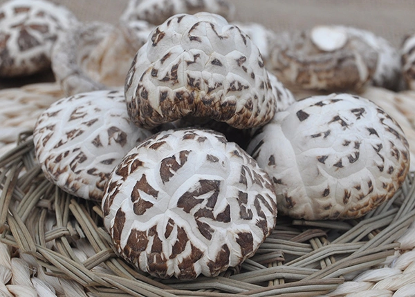 A agricultura de alimentos orgânicos secos cogumelo Shiitake