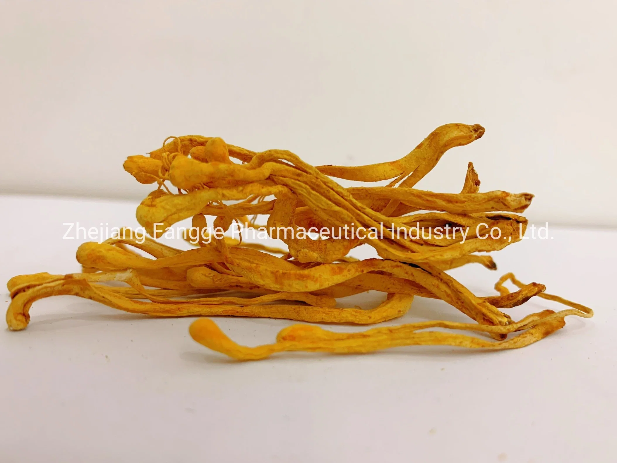 Cordyceps militaris 1 : 1 Extrait de la poudre, Organic