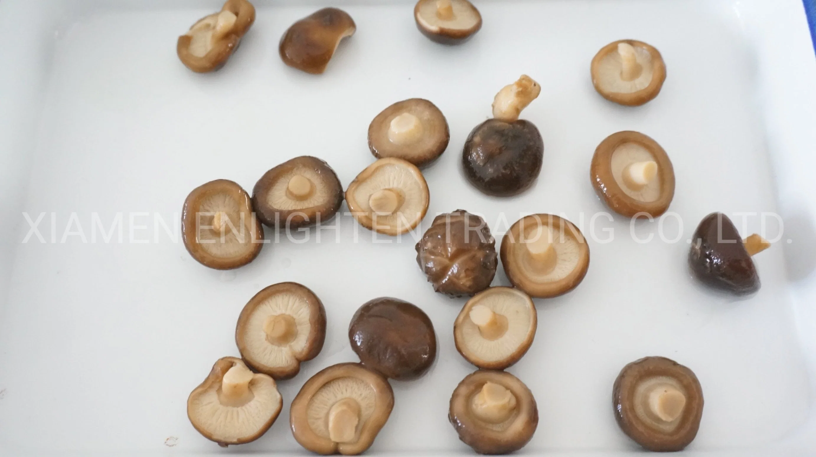 2021 nuevo cultivo de setas Shiitake