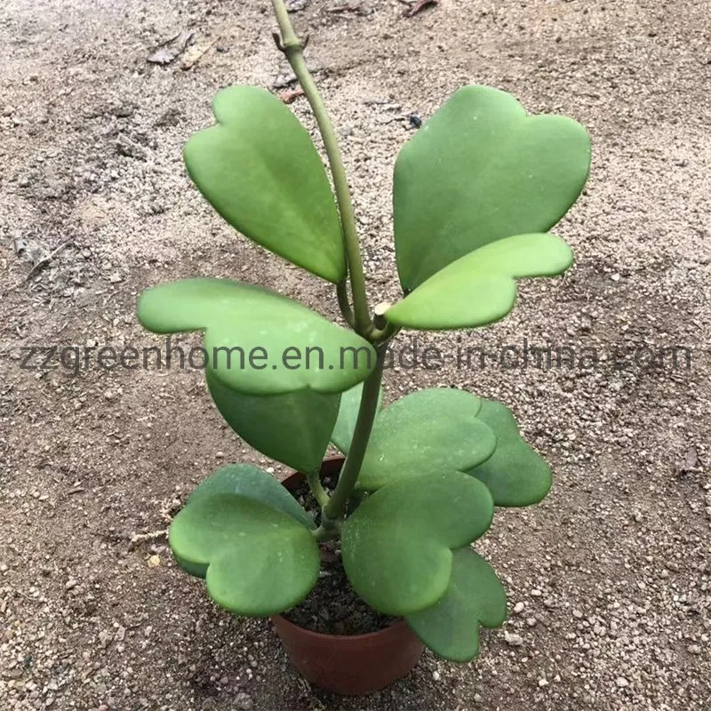 Hoya Carnosa Erva Verde Planta Real para Ambientes Internos e Externos.