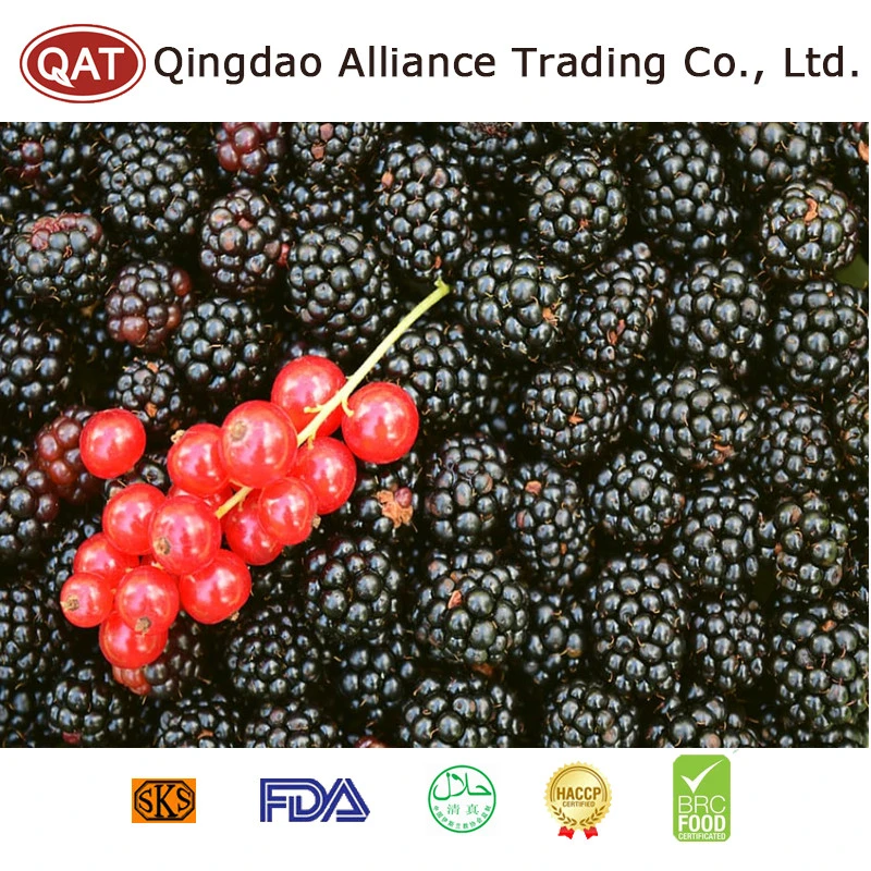 Certificação Brc Novo sazonal IQF IQF Blackberry frutos congelados originários da China