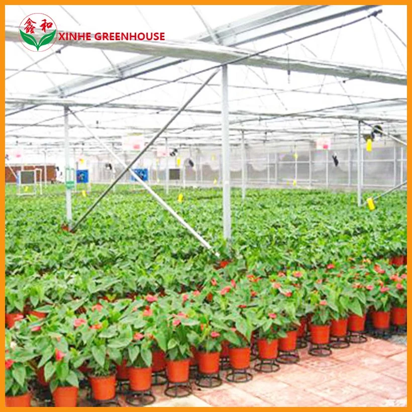 Customized Size 275g Galvanized Steel Plastic Film Covering Greenhouse with Farm Irrigation System for Planting/Vegatables/Fruit/Tomato/Cucumber/Lettuce/Pepper