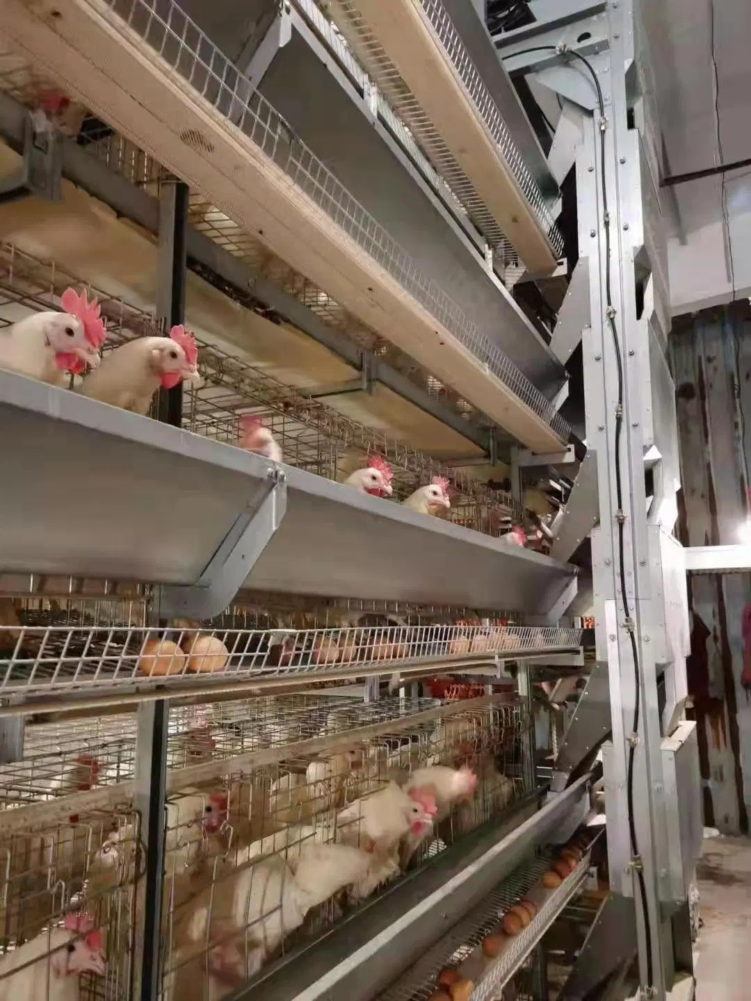 Avícula Agricultura a tipo 4 níveis avícula Fazenda galvanizou bateria Gaiolas de camada de frango