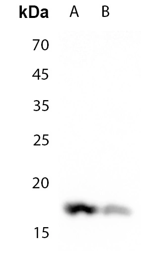 Histon H3 (Dimethyl K4) Polyklonaler Antikörper