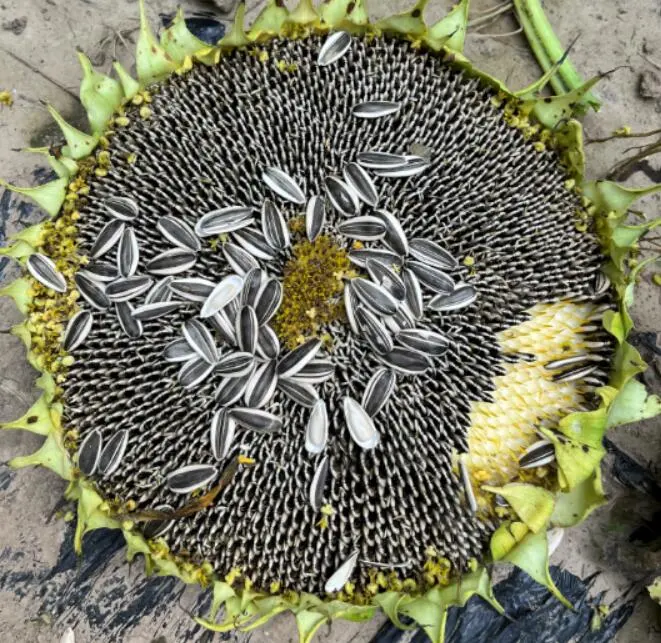 Semillas de girasol negro de gran tamaño para plantar