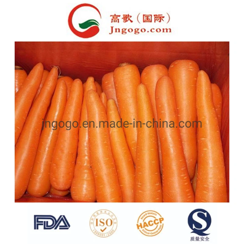 New Crop High quality/High cost performance Fresh Carrot (200-250G)