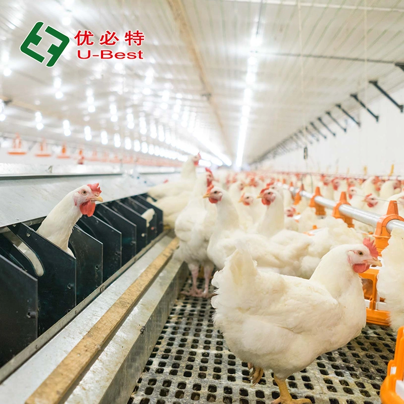 Venta caliente Broiler Suelo de cría de pollos sistema de alimentación agrícola / agrícola automático Maquinaria/Equipo de aves de corral