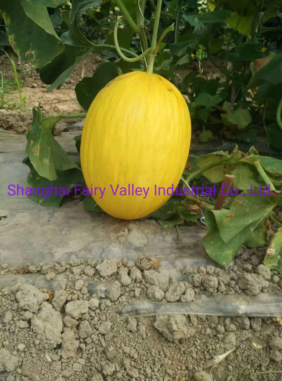 High quality/High cost performance  Hybrid F1 Yellow Peel White Flesh Sweet Melon Seeds for Growing-Sweet Honey No. 9