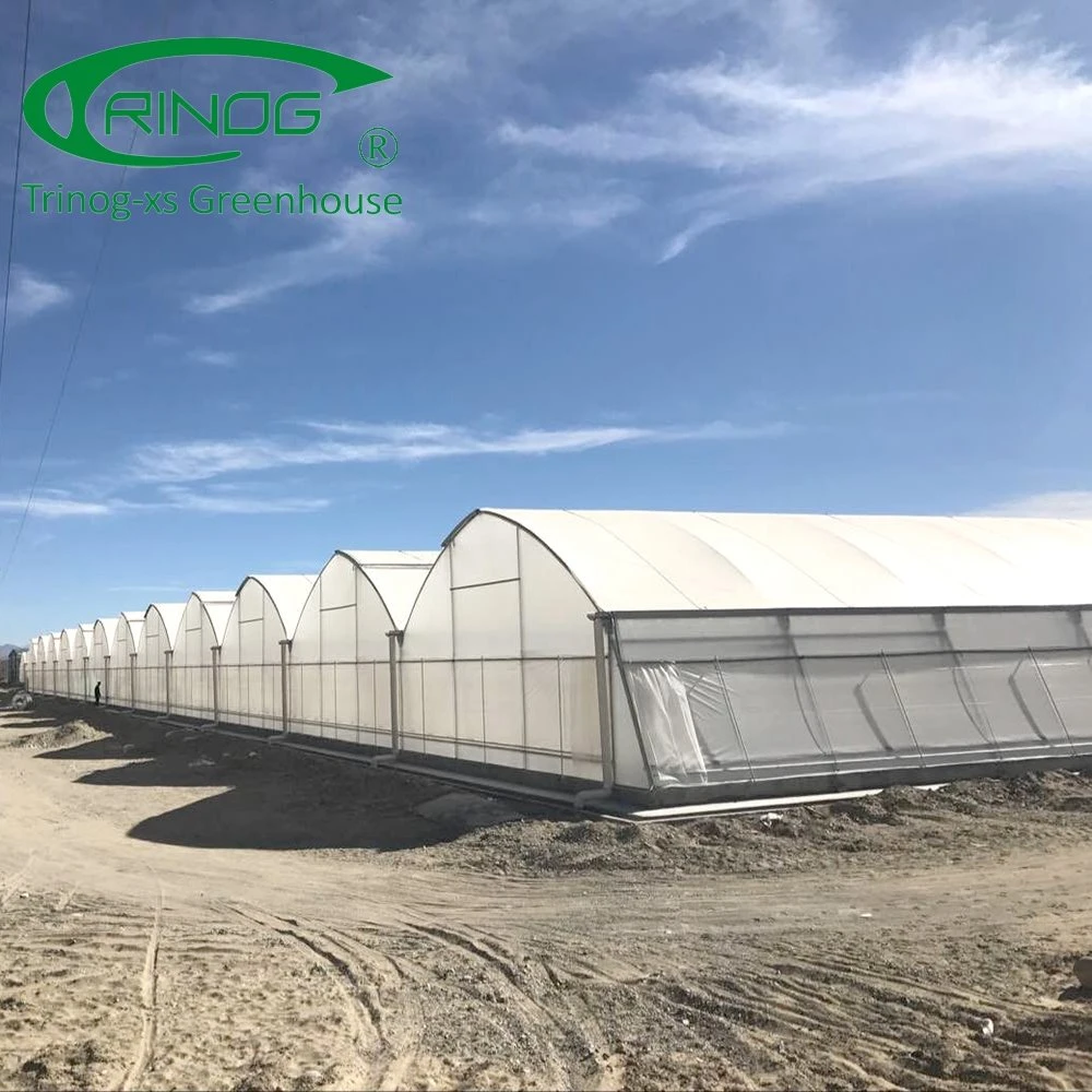 Multi-span Large Agricultural Film Greenhouse with High quality/High cost performance 